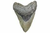 Fossil Megalodon Tooth - North Carolina #360790-1